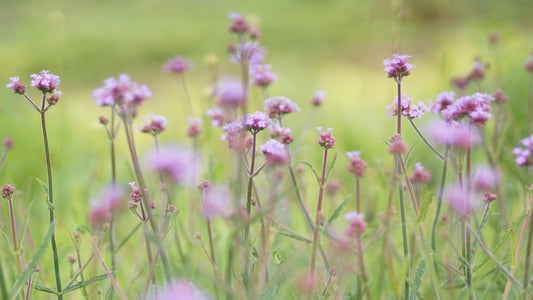 Verbena bonariensis 'Lollipop' - Kleines Patagonisches Eisenkraut