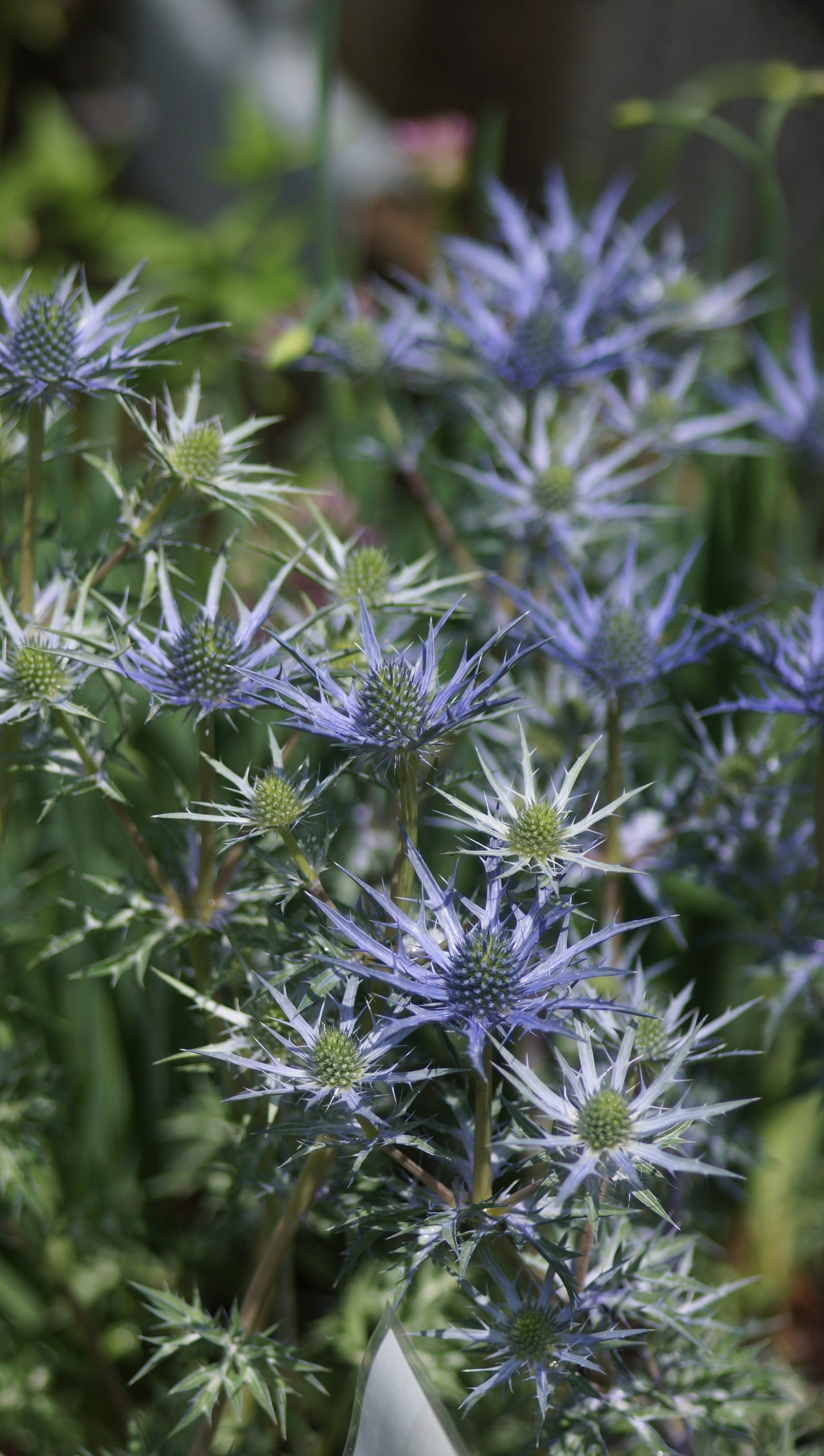 Eryngium x Cultorum 'Lapis Blue' - Kleine Edeldistel