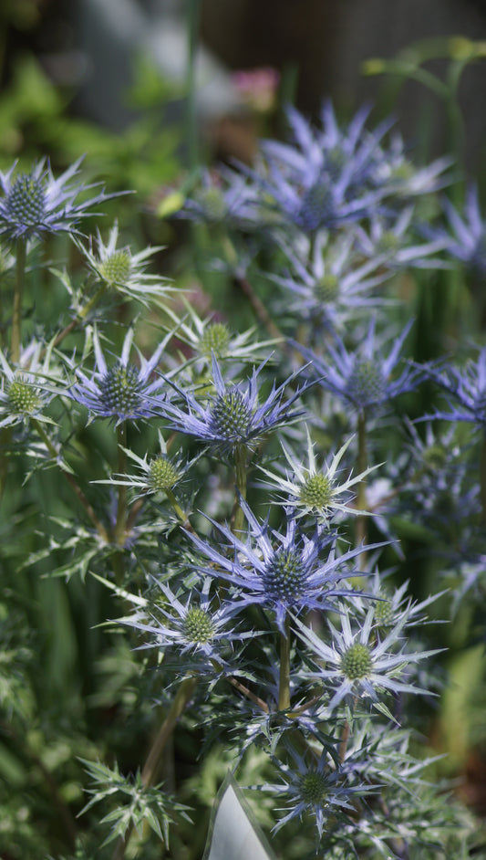 Eryngium x Cultorum 'Lapis Blue' - Kleine Edeldistel