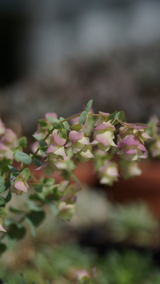Origanum rotundifolium 'Kent Beauty' - Hopfen-Dost
