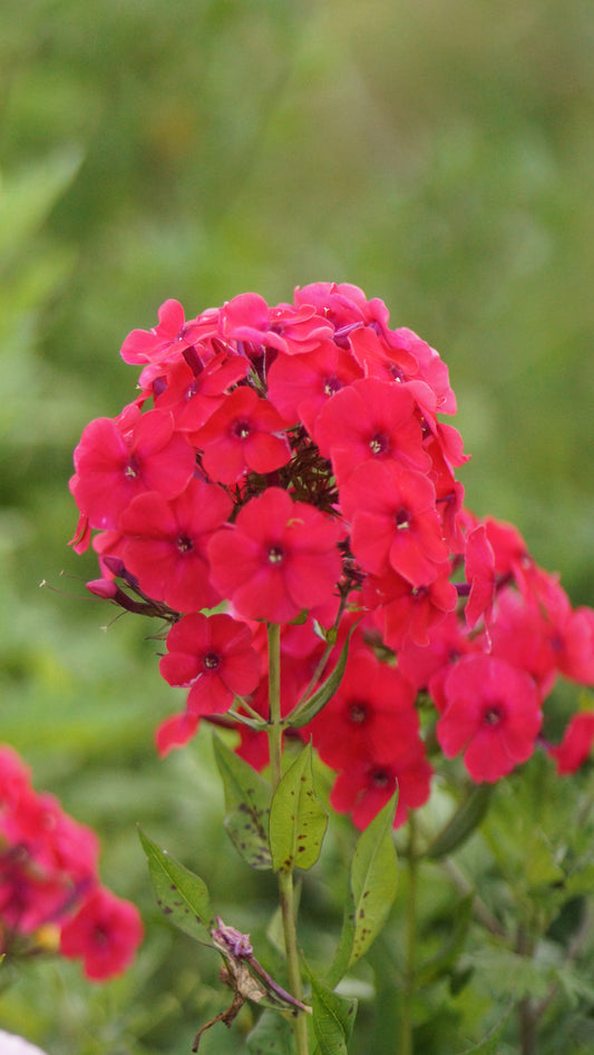 Phlox paniculata 'Red Riding Hood' - Hoher Stauden-Phlox