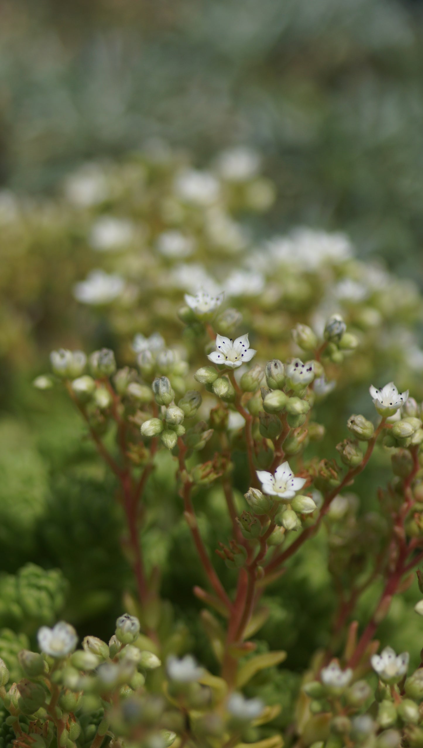 Rosularia hirsuta - Dickröschen