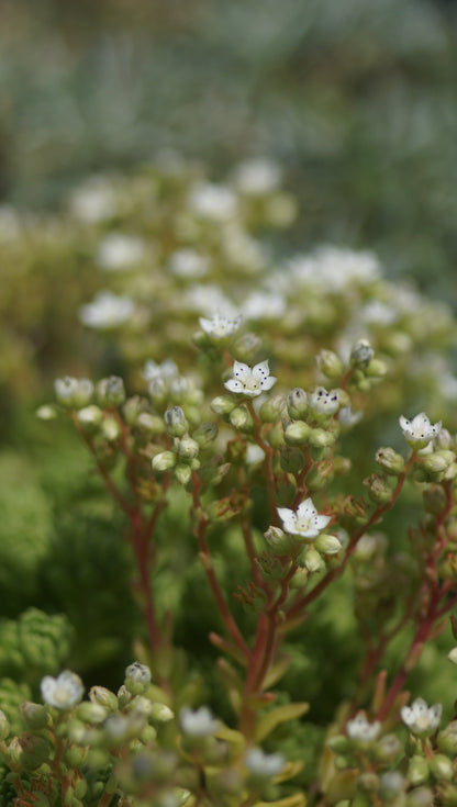 Rosularia hirsuta - Dickröschen