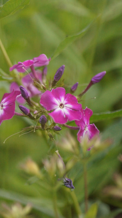 Phlox paniculata 'Laura' - Hoher Stauden-Phlox
