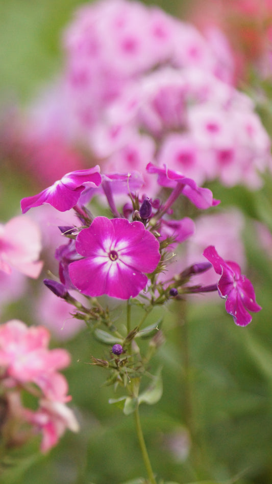 Phlox paniculata 'Wennschondennschon' - Hoher Stauden-Phlox
