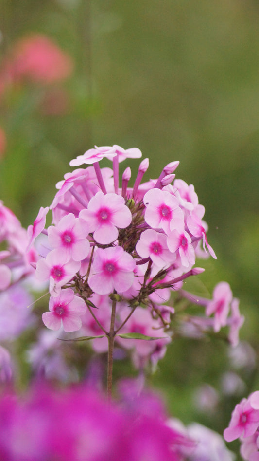 Phlox paniculata 'Miss Pepper' - Hoher Stauden-Phlox