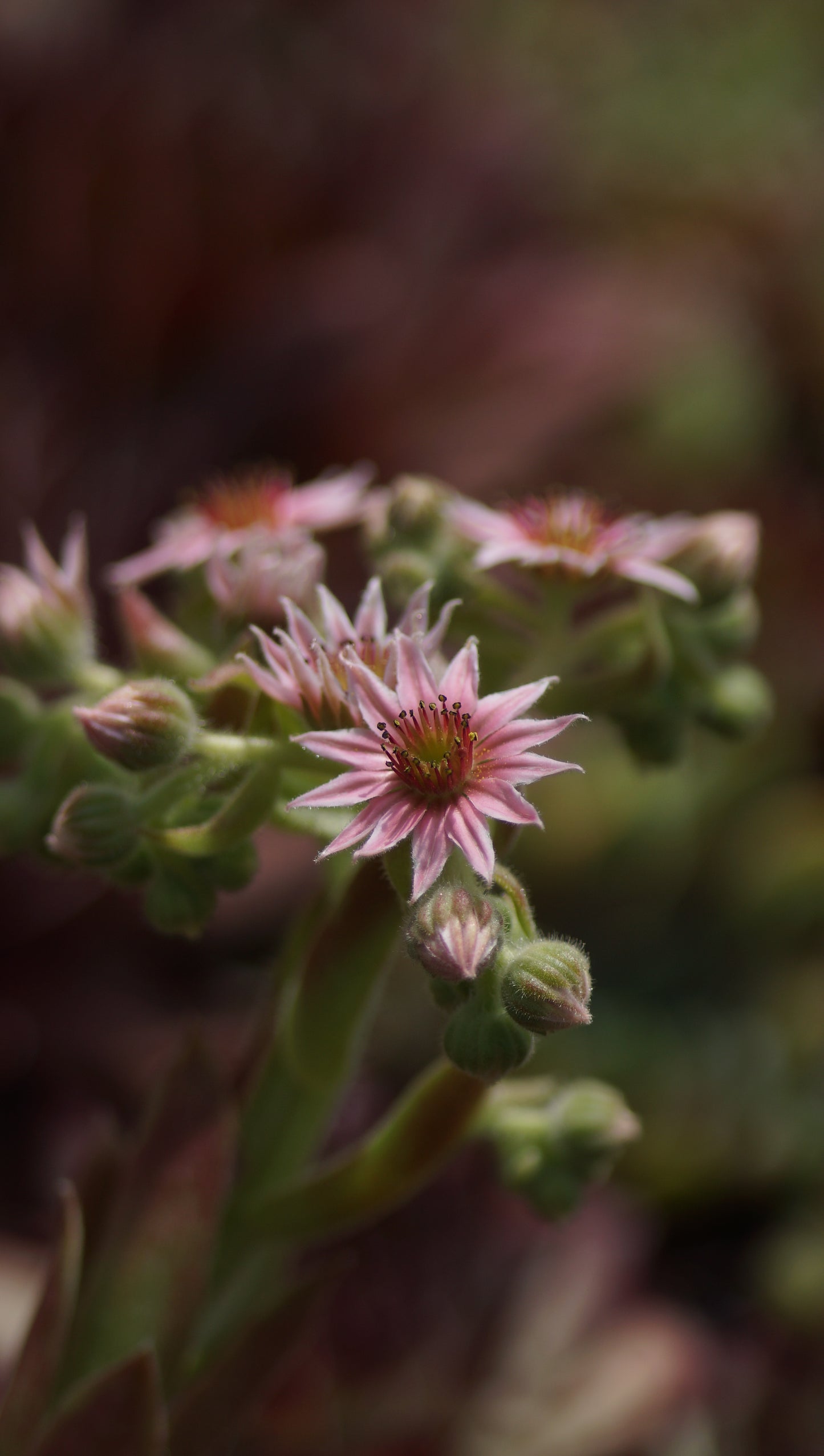 Sempervivum Hybride 'Red Delta' - Hauswurz
