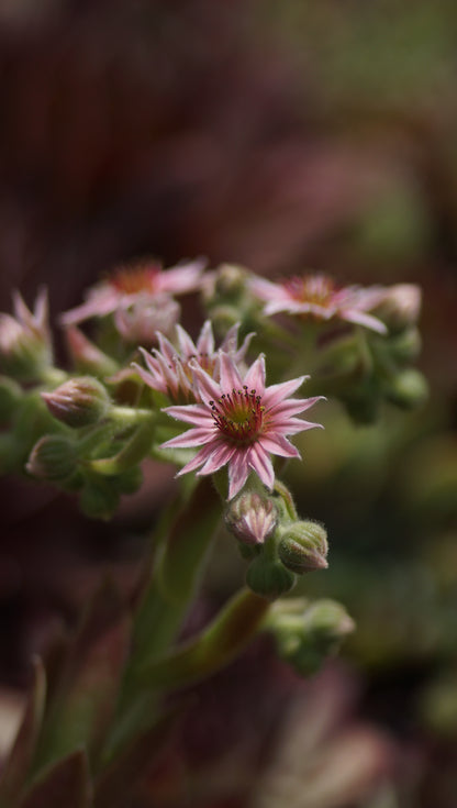 Sempervivum Hybride 'Red Delta' - Hauswurz