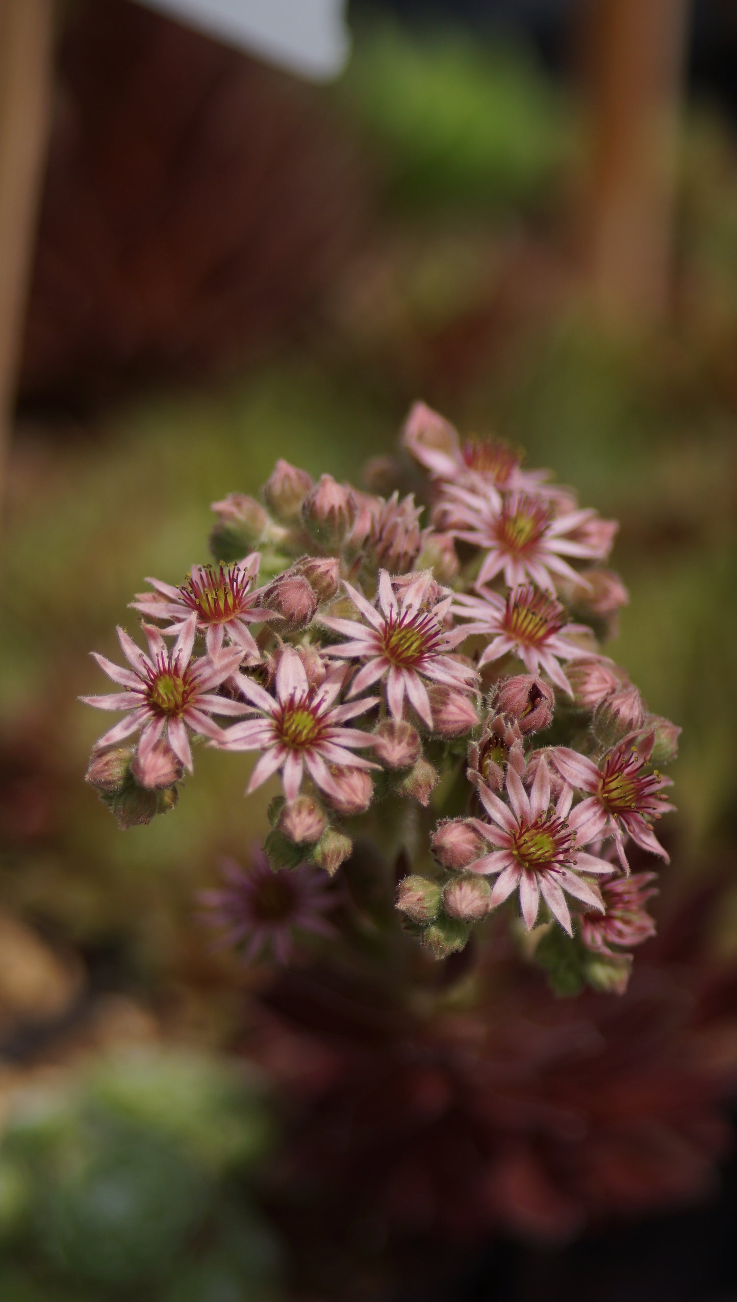 Sempervivum Hybride 'Kankra' - Hauswurz