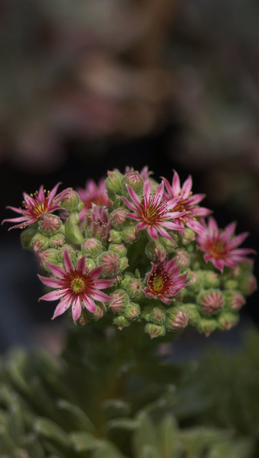 Sempervivum arachnoideum 'Grüner Frodo' - Hauswurz