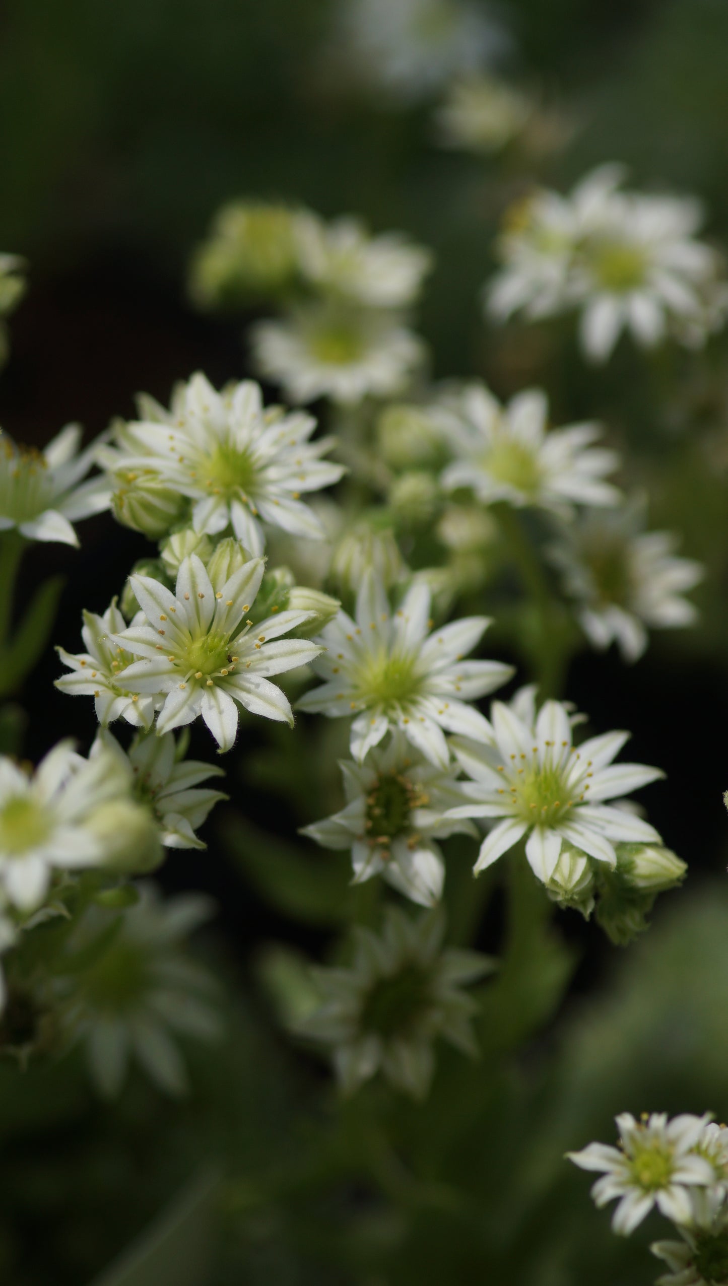Sempervivum Arachnoideum-Hybride 'Albion' - Spinnweben-Hauswurz