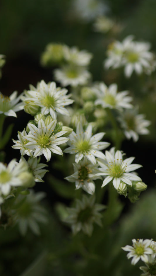 Sempervivum Arachnoideum-Hybride 'Albion' - Spinnweben-Hauswurz