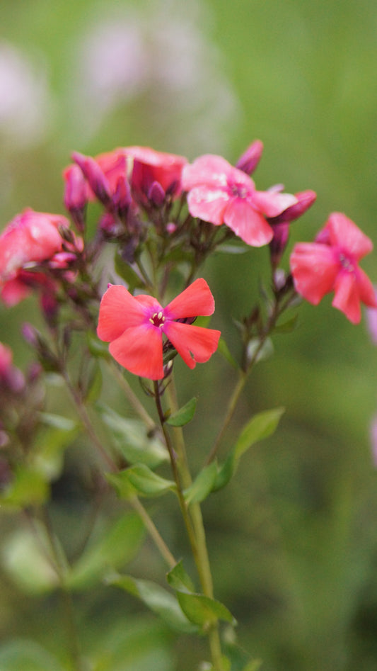 Phlox paniculata 'Freudenfeuer' - Hoher Stauden-Phlox