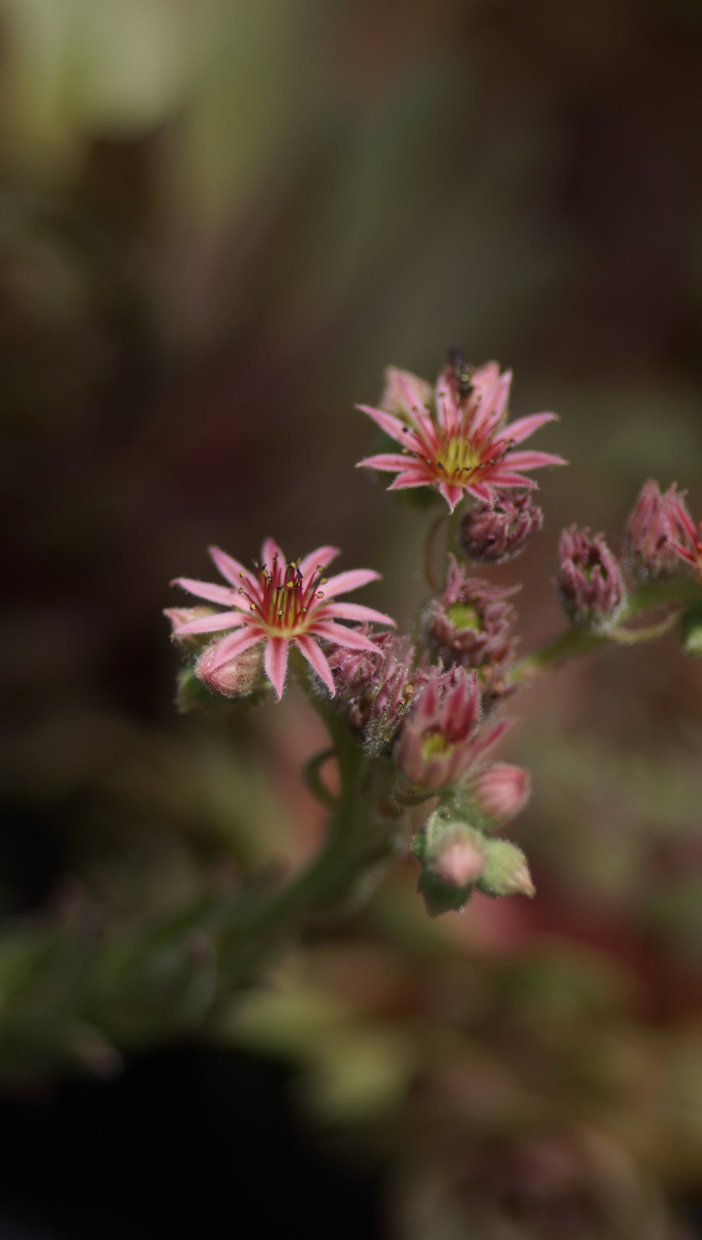 Sempervivum Hybride 'Gotthard' - Hauswurz