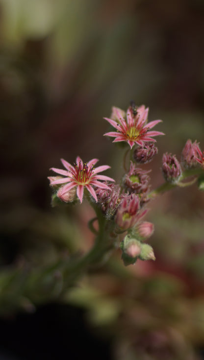 Sempervivum Hybride 'Gotthard' - Hauswurz