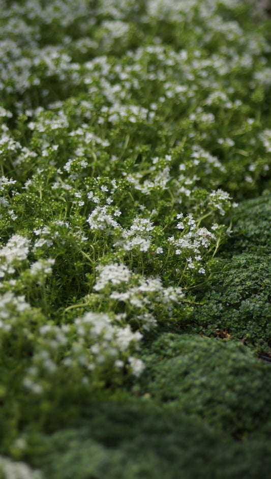 Thymus serpyllum 'Albiflorus' - Teppich-Thymian