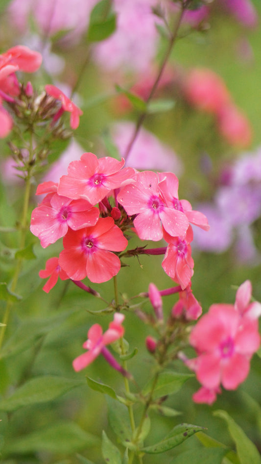 Phlox paniculata 'Siegessäule' - Hoher Stauden-Phlox