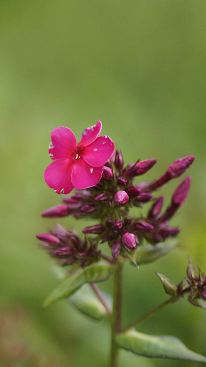 Phlox paniculata 'Kirchenfürst' - Hoher Stauden-Phlox