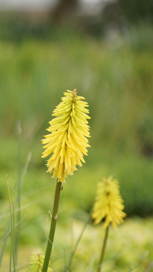 Kniphofia Hybride 'Bees Lemon' - Fackellilie