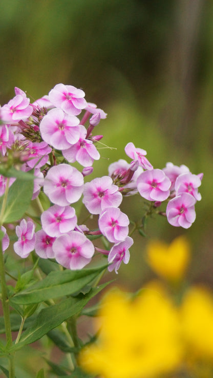 Phlox paniculata 'Apanatschi' - Hoher Stauden-Phlox