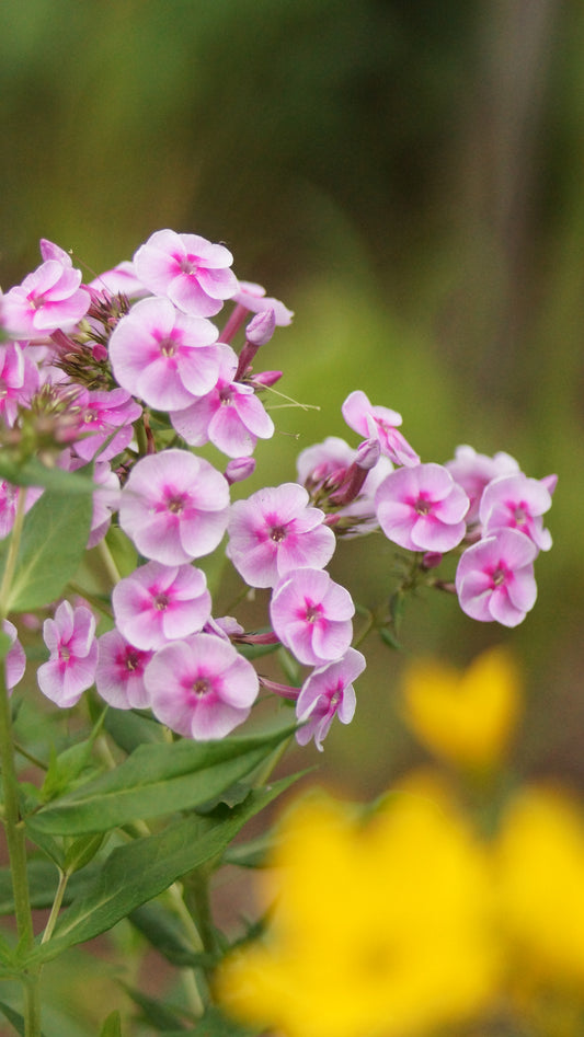 Phlox paniculata 'Apanatschi' - Hoher Stauden-Phlox