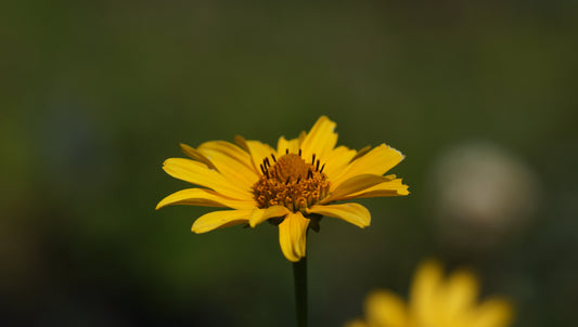 Heliopsis helianthoides var. scabra - Sonnenauge