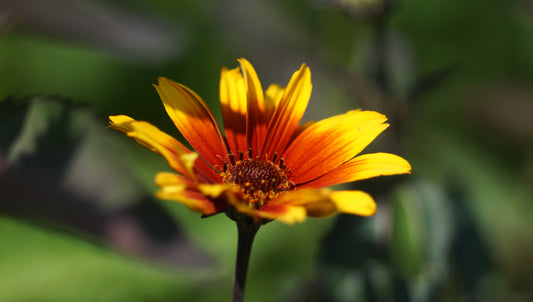 Heliopsis helianthoides var. scabra 'Burning Hearts' - Sonnenauge