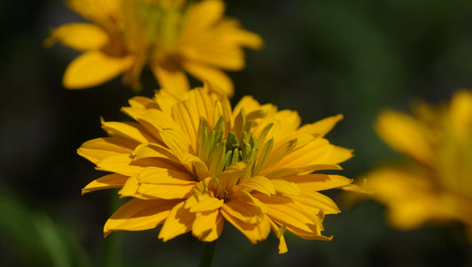 Heliopsis helianthoides var. scabra 'Goldgefieder' - Sonnenauge