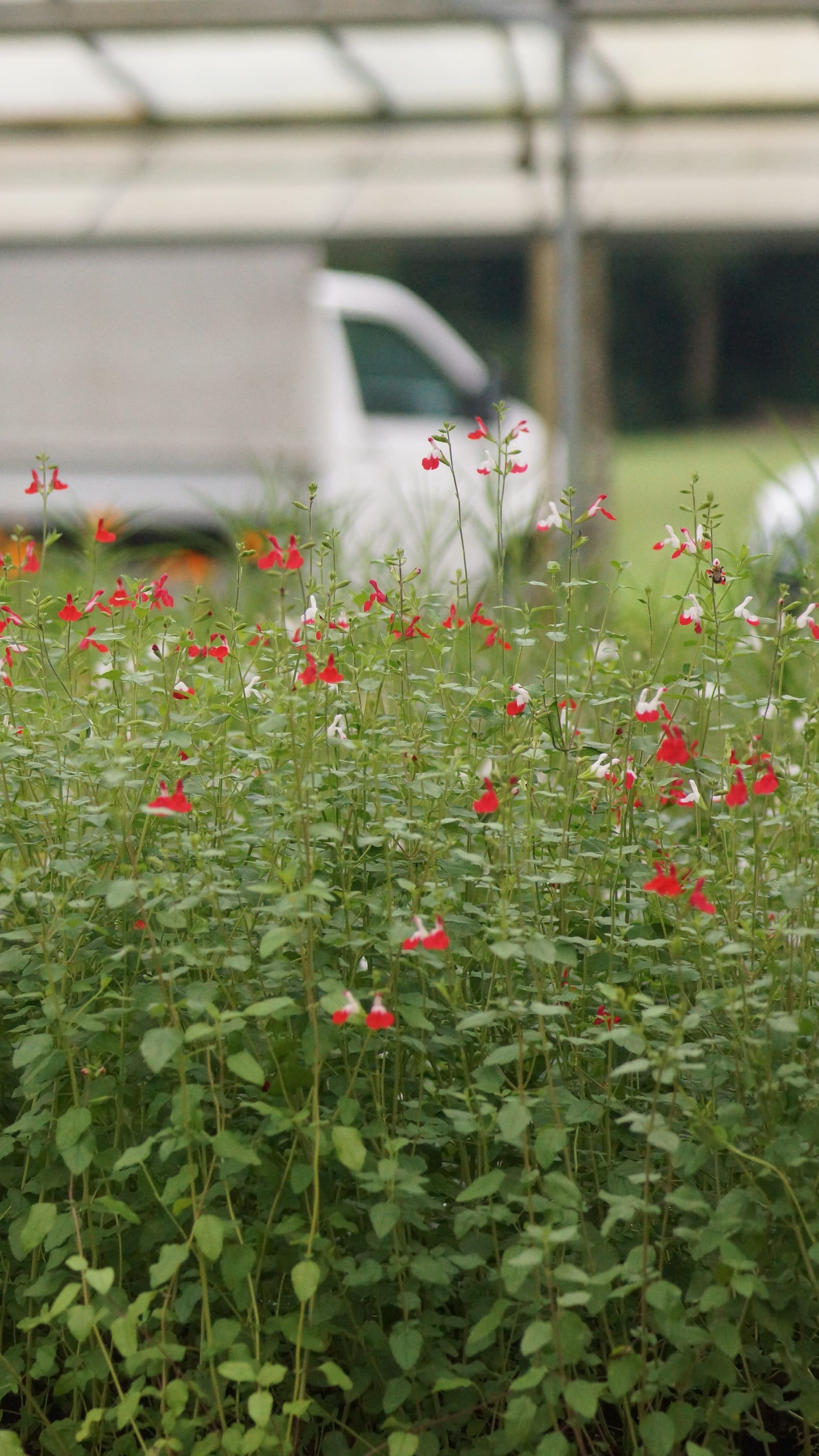 Salvia microphylla 'Hot Lips' - Johannisbeer-Salbei