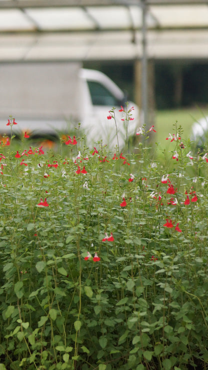 Salvia microphylla 'Hot Lips' - Johannisbeer-Salbei