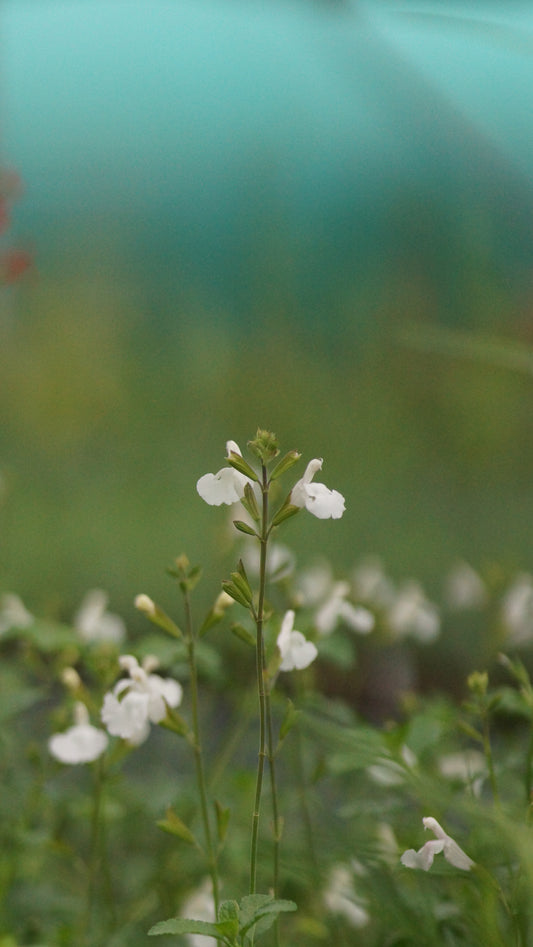 Salvia microphylla 'Gletsjer' - Weisser Johannisbeer-Salbei