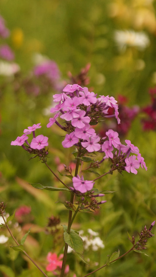 Phlox paniculata - Hoher Stauden-Phlox