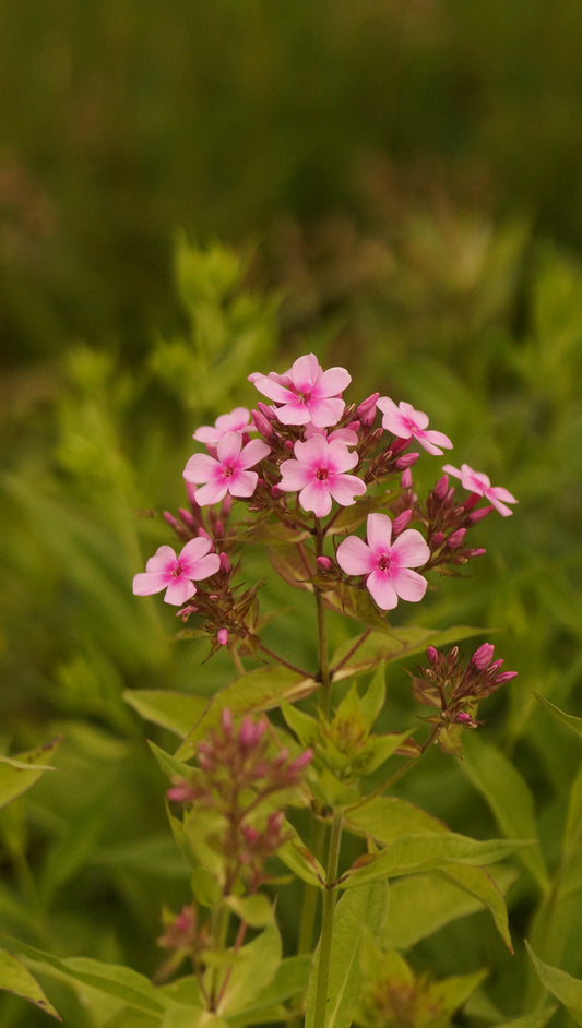 Phlox paniculata 'Marjellchen' - Hoher Stauden-Phlox