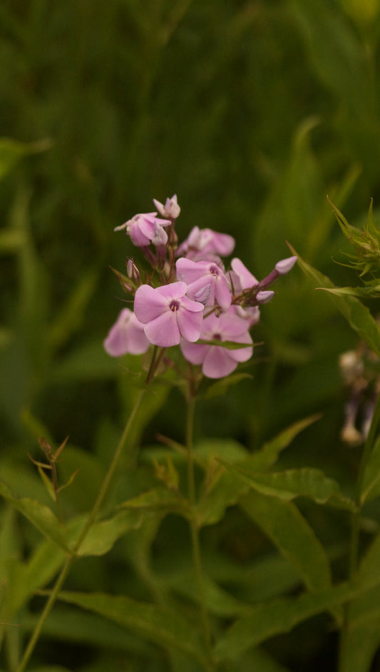 Phlox paniculata 'Asheville 88' - Hoher Stauden-Phlox