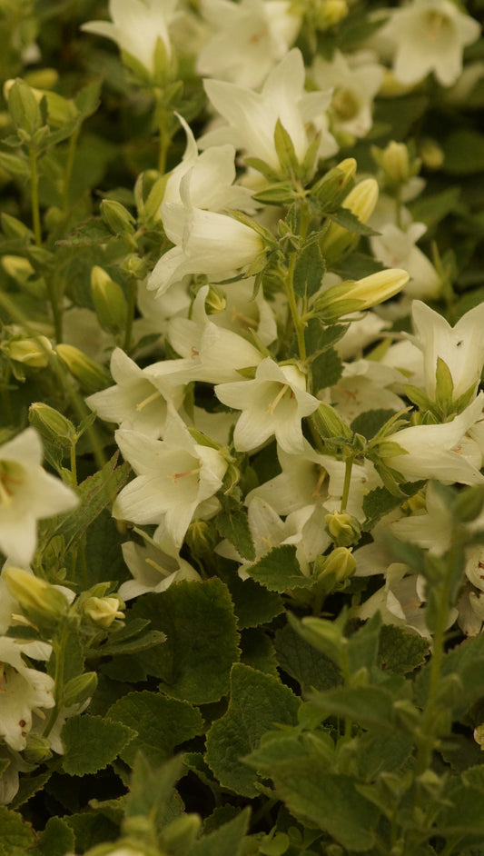 Campanula ochroleuca 'Mevrouw van Vollenhoven' - Gelbliche Glockenblume