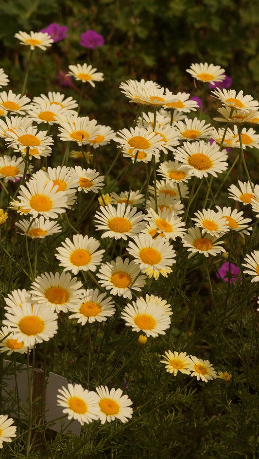 Anthemis tinctoria 'Lemon Ice' - Färberkamille