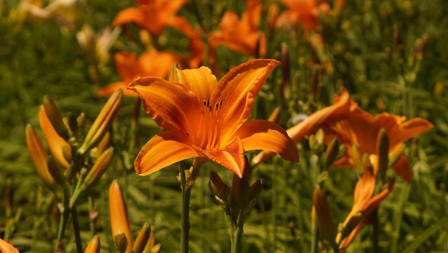 Hemerocallis Hybride 'Signal' - Taglilie