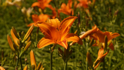 Hemerocallis Hybride 'Signal' - Taglilie
