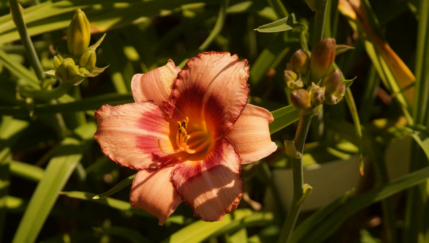 Hemerocallis Hybride 'Strawberry Candy' - Taglilie