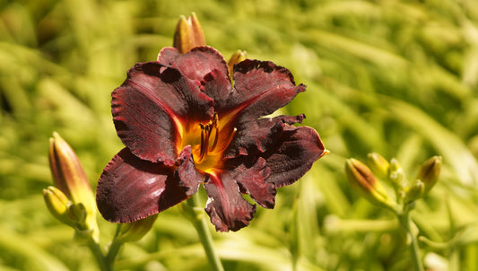 Hemerocallis Hybride 'Longfield Black Magic' - Taglilie