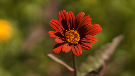 Heliopsis helianthoides var. scabra 'Fire Twister' - Sonnenauge