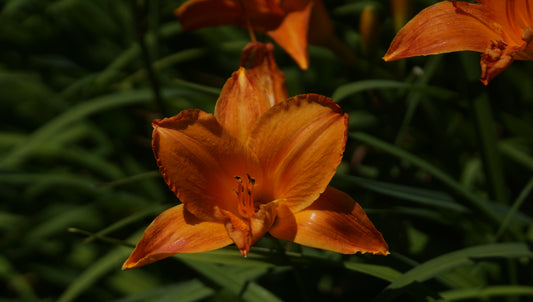 Hemerocallis Hybride 'Mauna Loa' - Taglilie