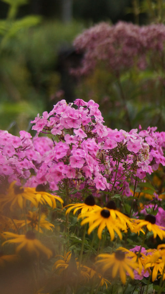 Phlox paniculata 'Winnetou' - Hoher Stauden-Phlox