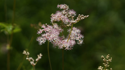 Filipendula purpurea 'Elegans' - Rotblühendes Mädesüss