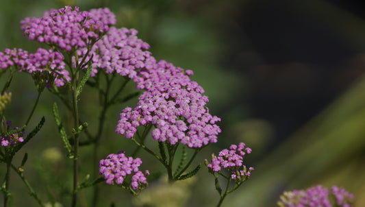 Achillea millefolium 'Lilac Beauty' - Schafgarbe