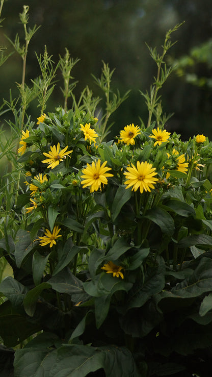 Silphium perfoliatum 'Maya' - Kompasspflanze