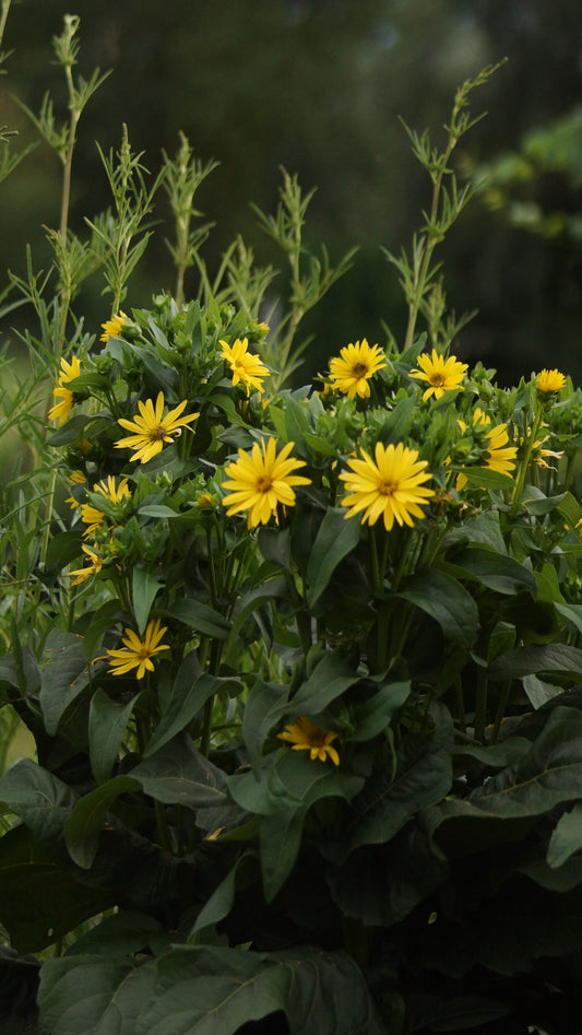 Silphium perfoliatum 'Maya' - Kompasspflanze