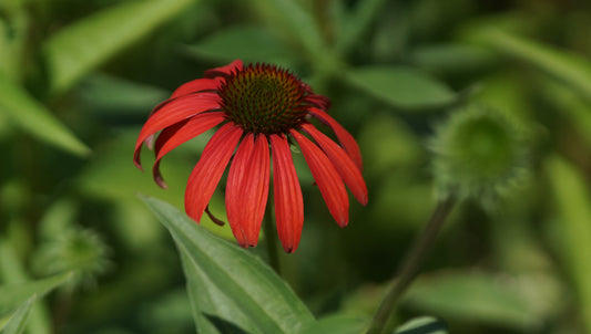 Echinacea purpurea 'Tomato Soup®' - Purpur-Sonnenhut