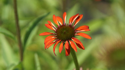 Echinacea purpurea 'Tomato Soup®' - Purpur-Sonnenhut
