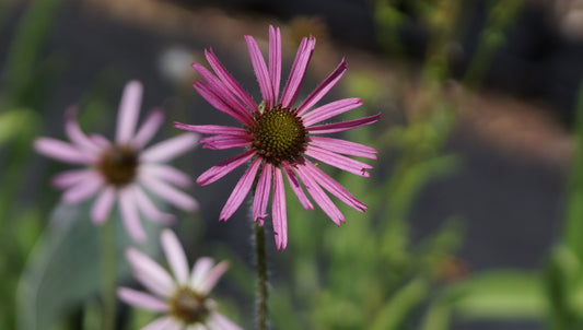 Echinacea tennesseensis 'Rocky Top' - Tennessee-Sonnenhut
